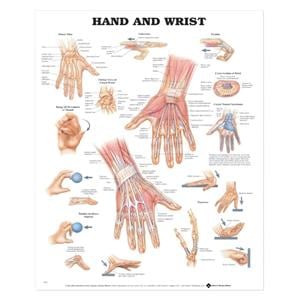 Hand And Wrist 20x26" Anatomical Chart Ea