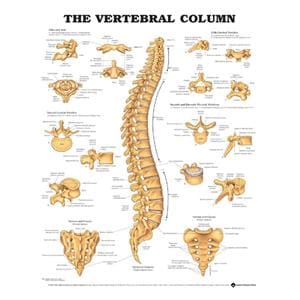 Vertebral Column 20x26" Anatomical Chart Ea