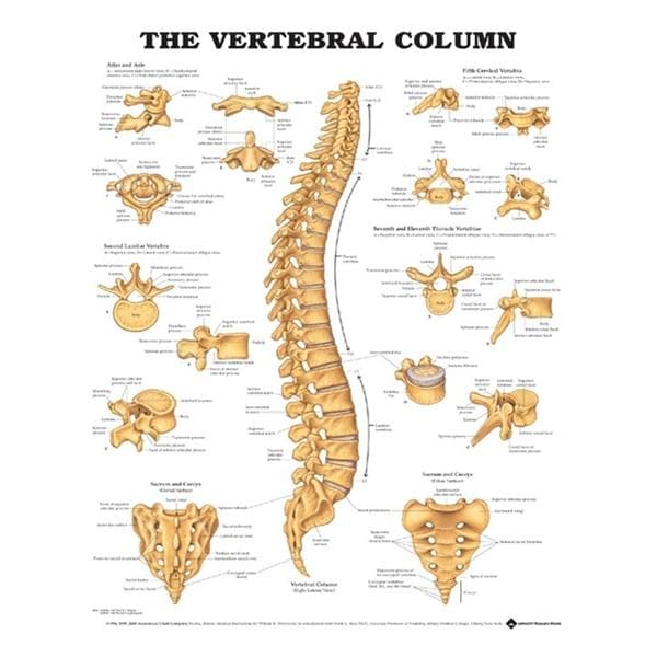 Vertebral Column 20x26" Anatomical Chart Ea