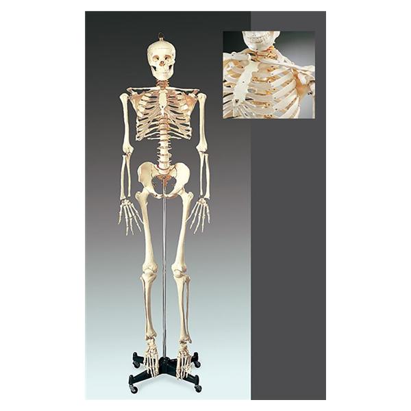 Numbered Skeleton Anatomical Model EA