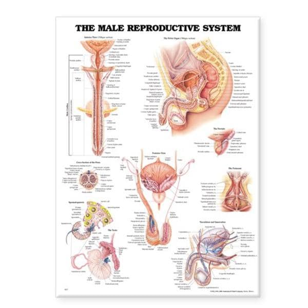 The Male Reproductive System 20x26" Anatomical Chart EA