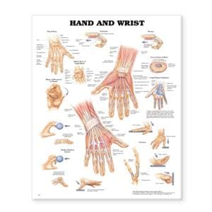 Hand And Wrist 20x26" Anatomical Chart EA