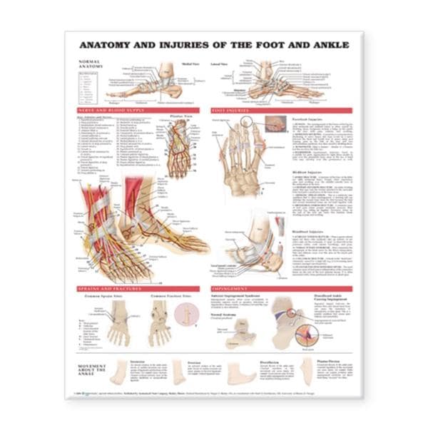 Anatomy and Injuries of the Foot and Ankle 20x26" Anatomical Chart Ea