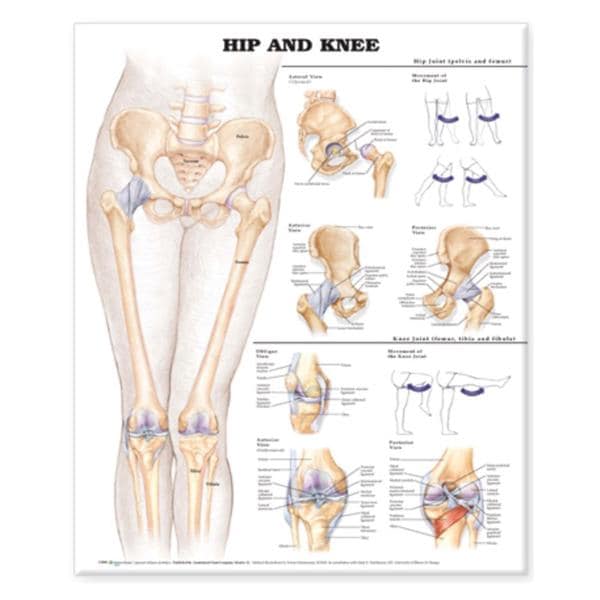 Hip And Knee 20x26" Anatomical Chart Ea