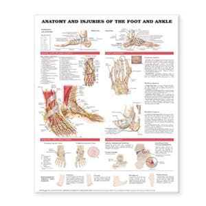 Anatomy and Injuries of the Foot and Ankle 20x26" Anatomical Chart Ea