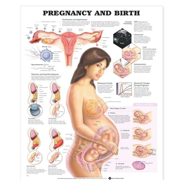 Pregnancy and Birth 20x26" Educational Chart Ea