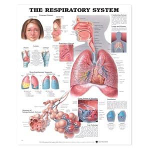 The Respiratory System 20x26" Anatomical Chart Ea